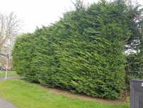 Leylandii pentru gard viu