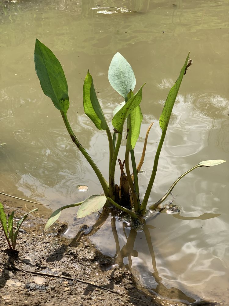 Plante pentru iaz - diferite specii