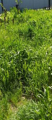 Зелёная трава свежая