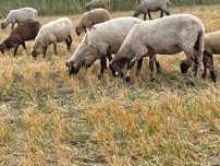 Am 90 de capete de vânzare oi Carabașa merinos țurcană bucălaie tigaie