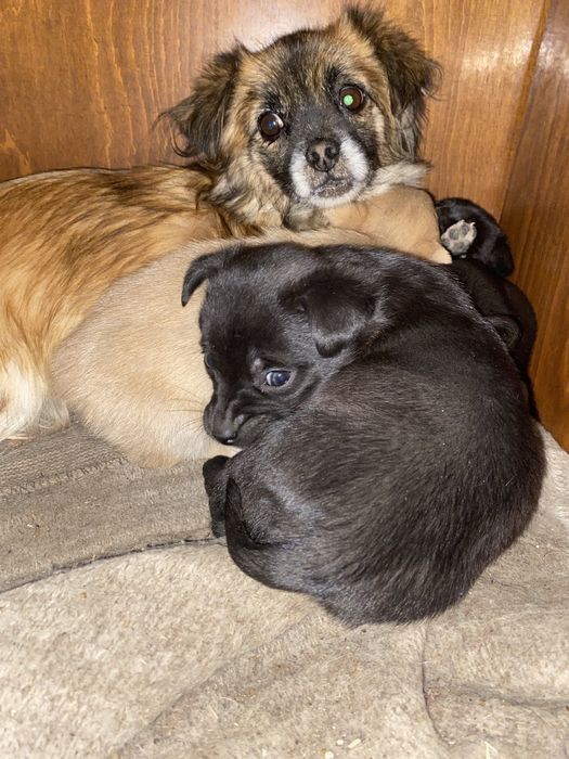 Cățelușe spre adopție