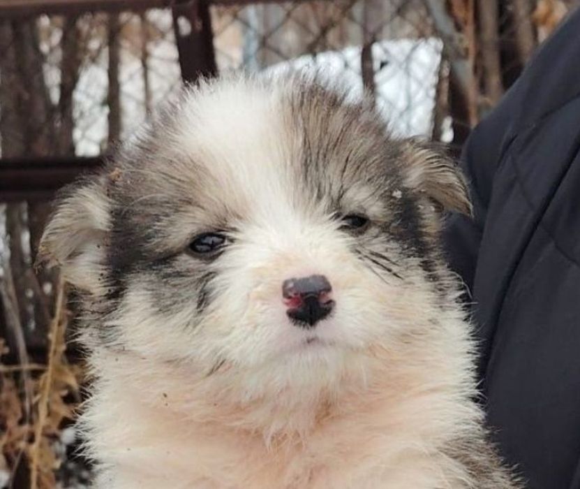 Отдам щенка 2 месяца