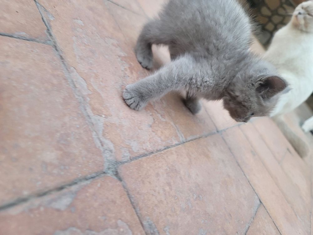 Котики 2 девочки 2 мальчика СРОЧНО!