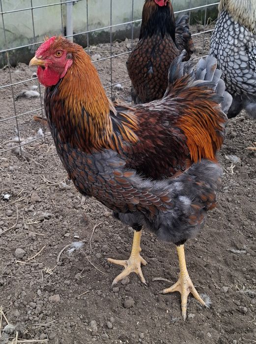 Vând cocoși tineri