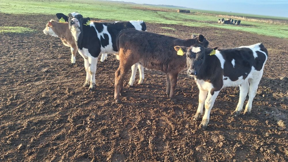 Vand viței frumoși