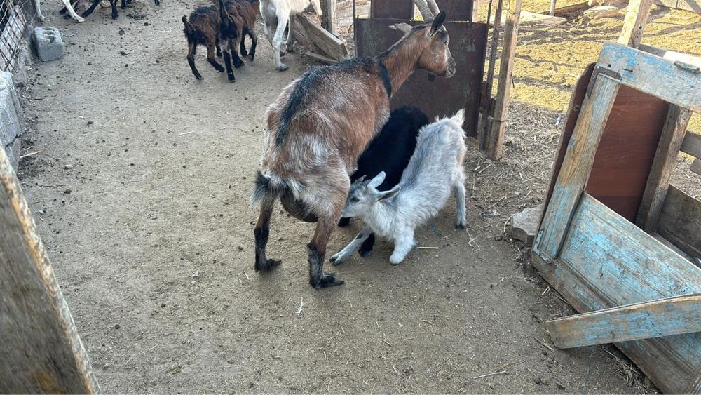 Чешская альпийская коза. Ешкілер