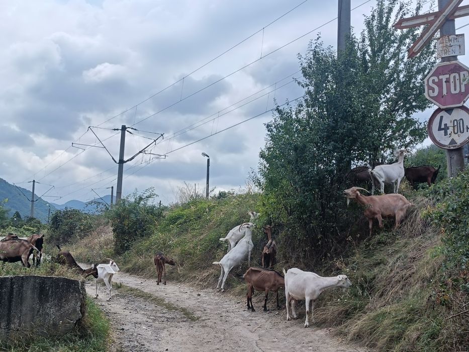 Capre de vanzare