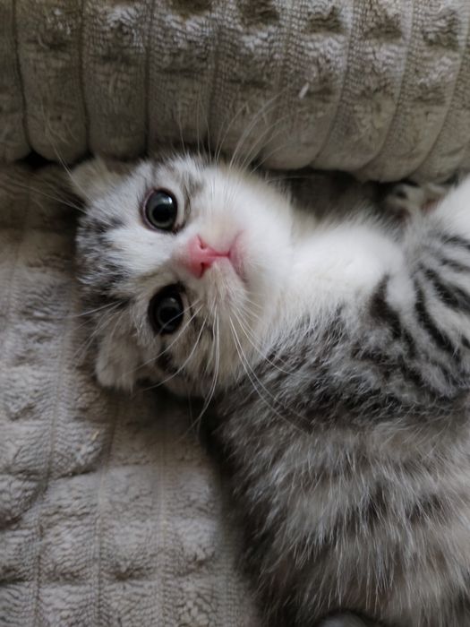 Продаются породистые котята скотиш фолды