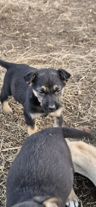 Щенки в добрые и надёжные руки за 100 тенге (чтобы водились)