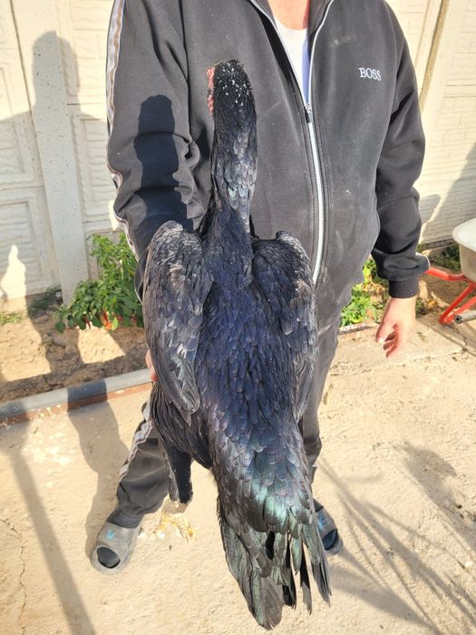 Dakan tovuq sotiladi