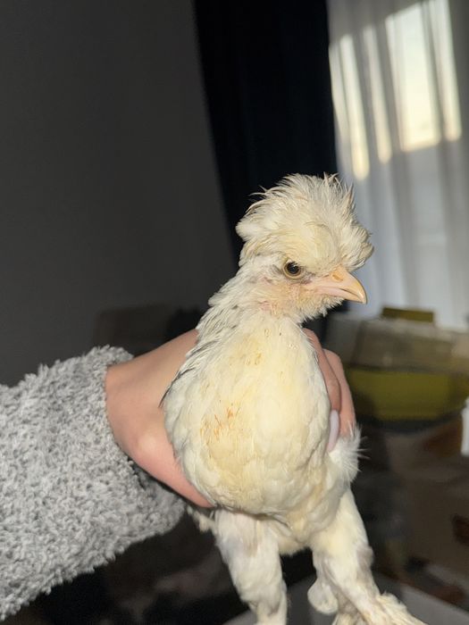 Struma Bantam: Pui motati si incaltati