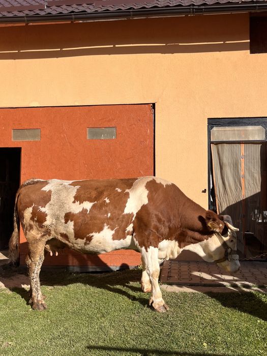 Vând Vacă Bălțată Românească - 5 ani