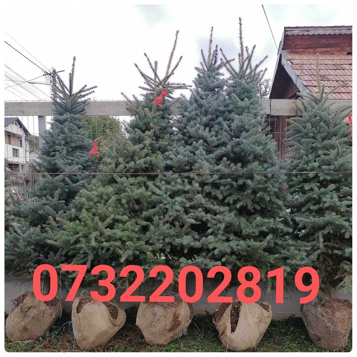 Mesteacăn, tei, fag, stejar, paltin, platan, brazi arginti și verzi