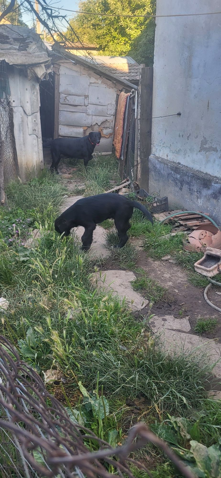 Căței caini labrador