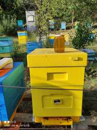 чист пчелен горски мед