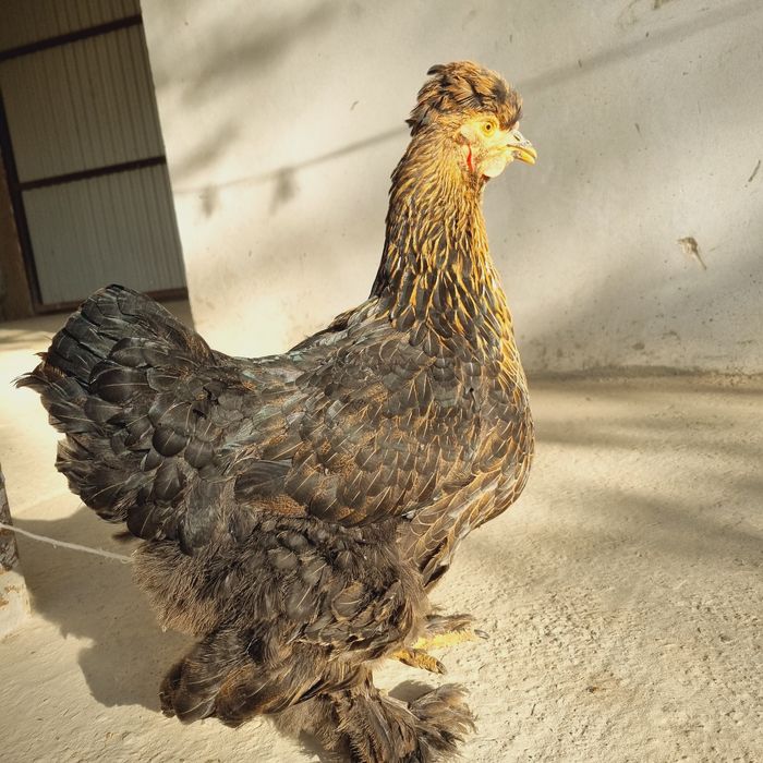 Brama tovuq va xo'rozlar