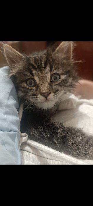 Отдам котят в хорошие руки