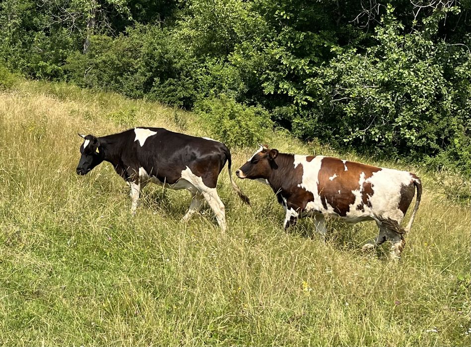 Крави за мляко