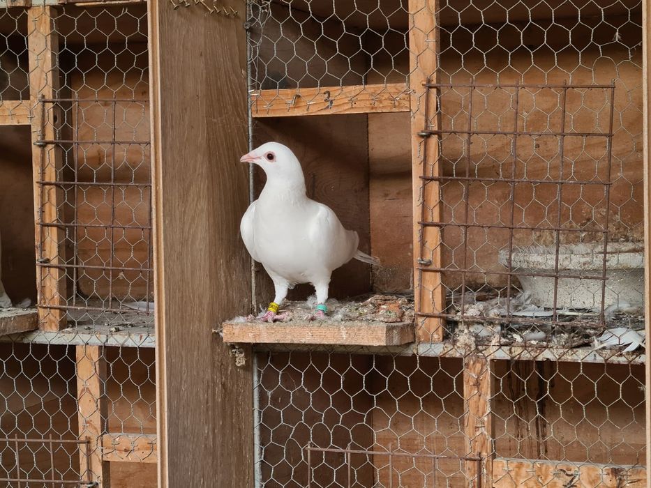 Pereche porumbei voiajori albi  și 2 femele