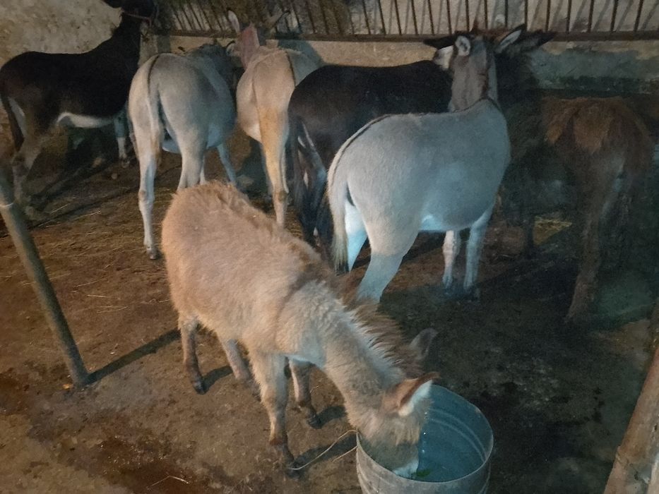 Vând lapte de Măgăriță