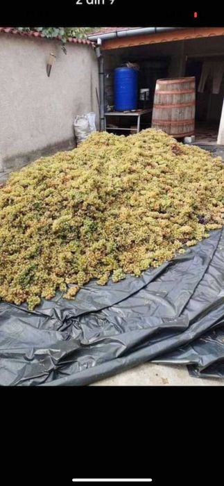 Vand Struguri de Vin