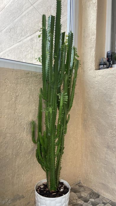 Домашние красивые цветы