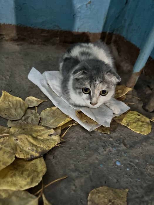 Веслоухий котенок