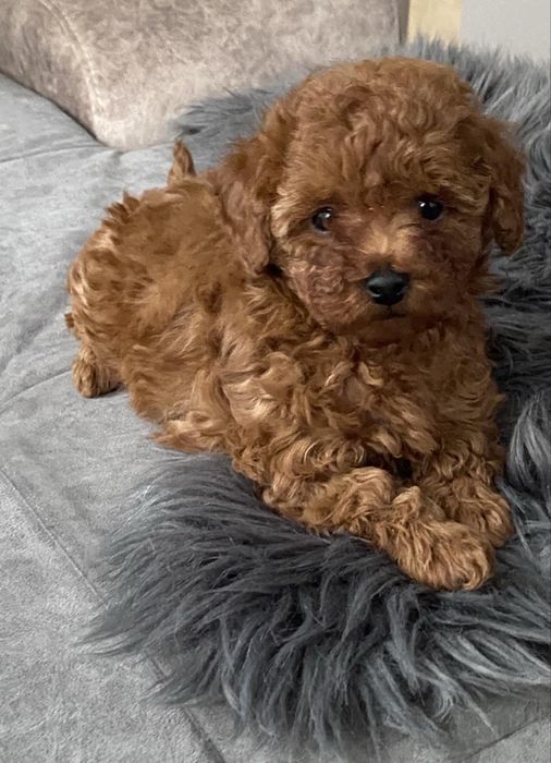 Той пудели на 2 месеца мъжко и женско