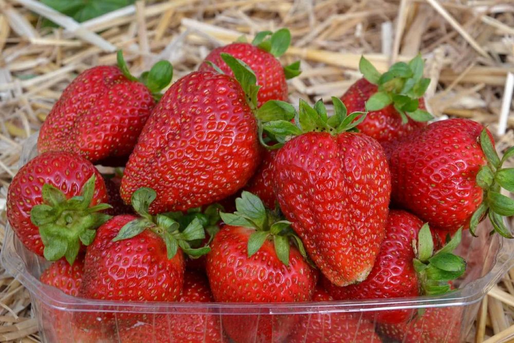 Stoloni capsuni remontant Albion