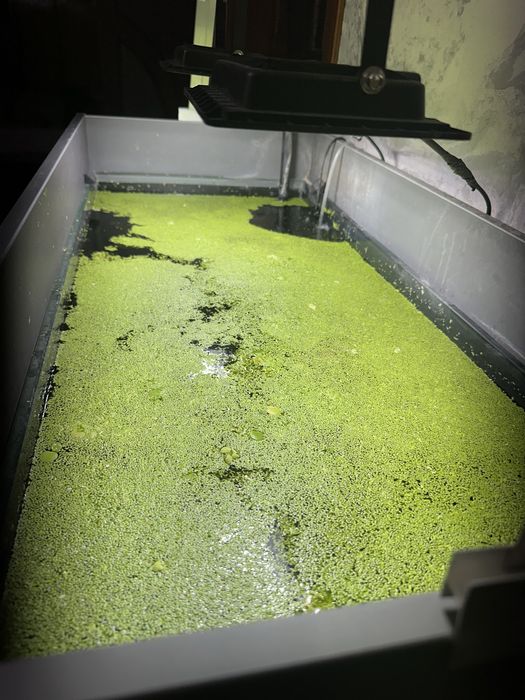 Ряска растения для аквариума