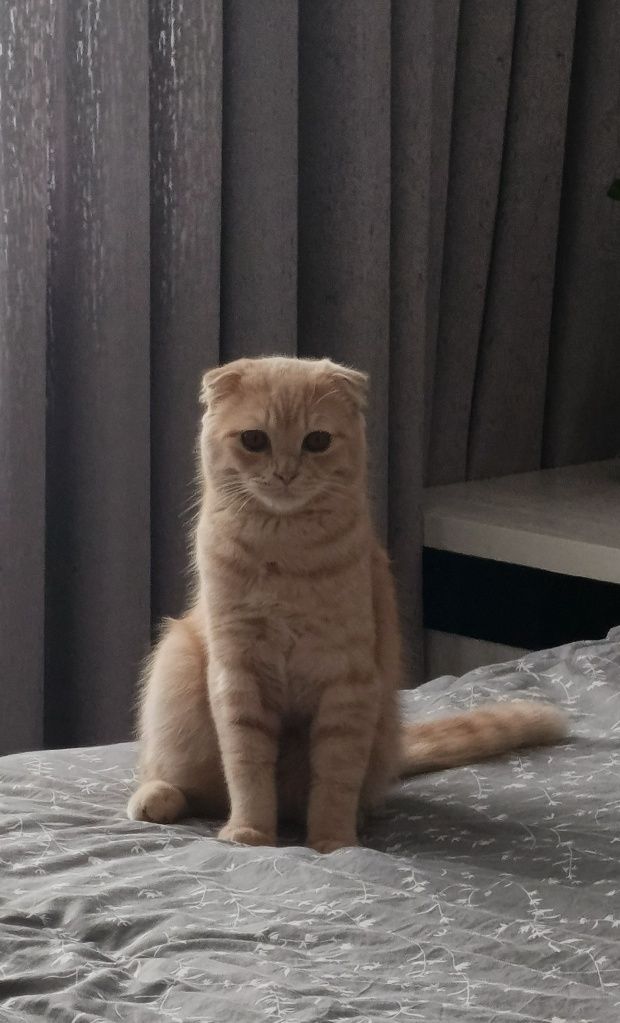 Молодой кот вислоухий на вязку