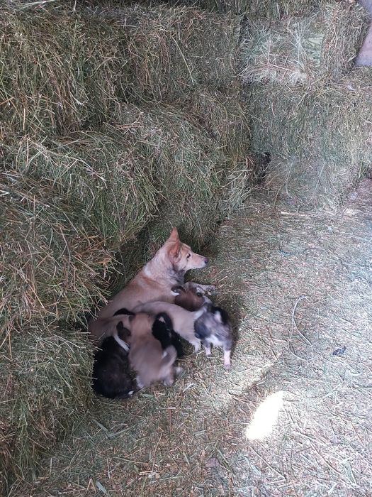 Продам шенка ЗСЛ и ВСЛ лайка