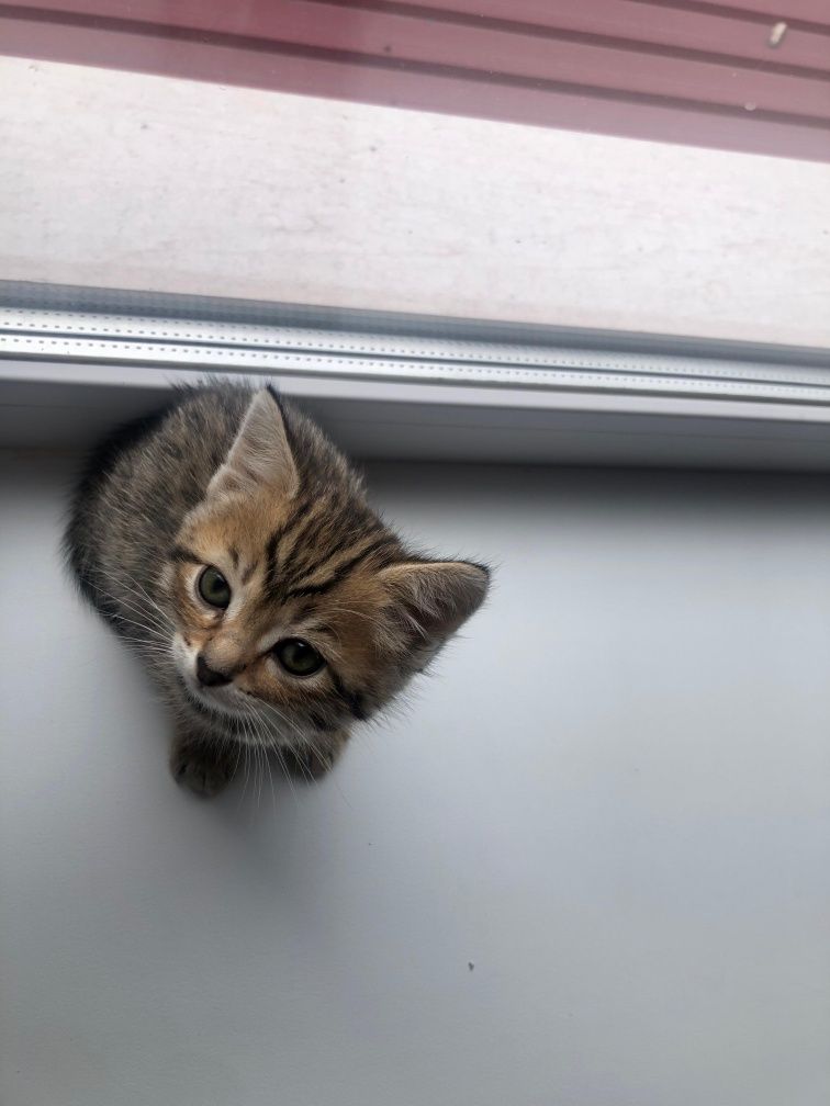 Красивые котята 1,5мес
