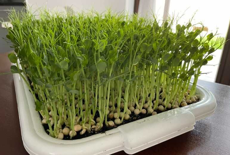 Vindem Microplante proaspete (vlăstari) pentru consum