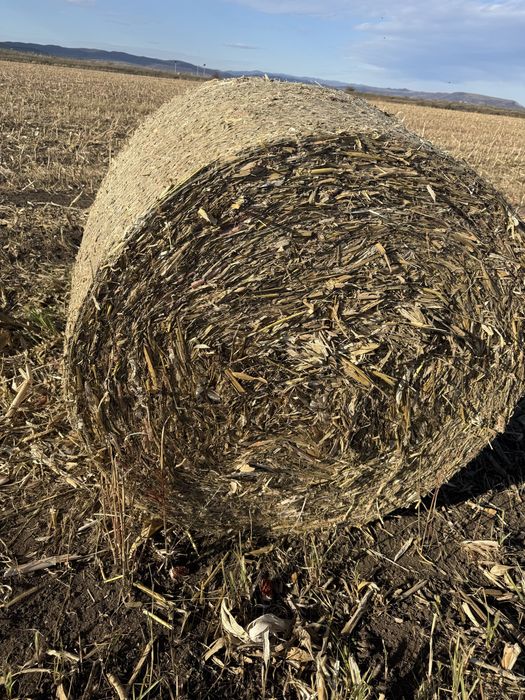 Baloti porumb 120x120