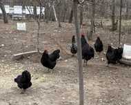 Oua gaini australorp albastru si negru