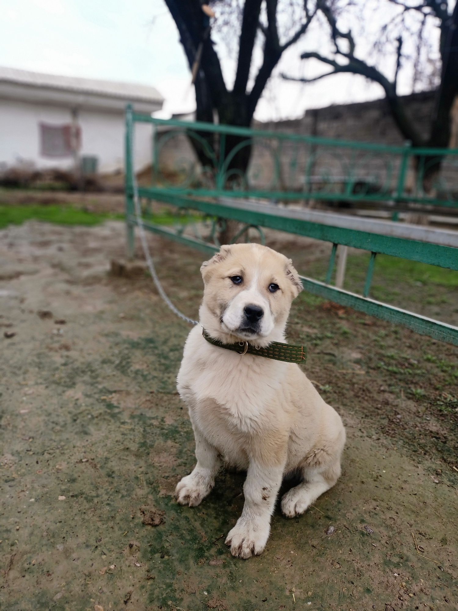 Келісеміз таза алабай