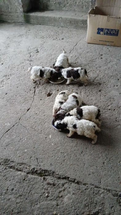 Продавам кучета логото