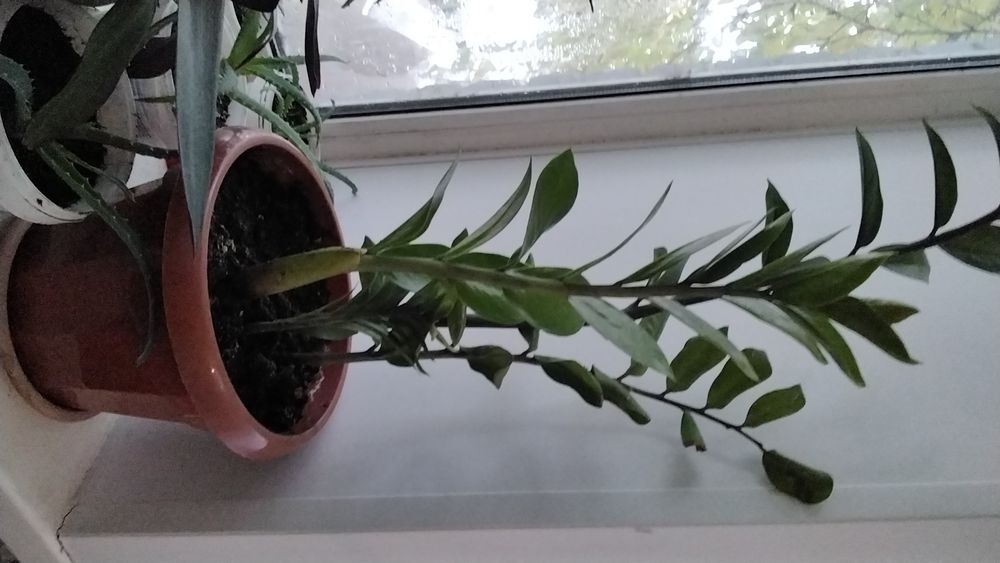 Продам комнатные цветы долларовое дерево