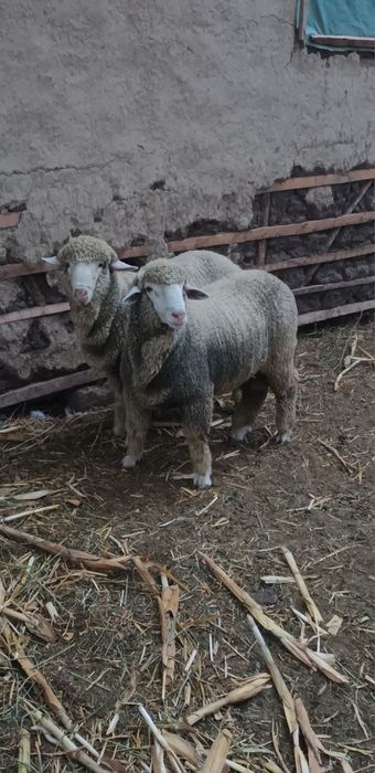 Barbecuti merinos  de vanzare