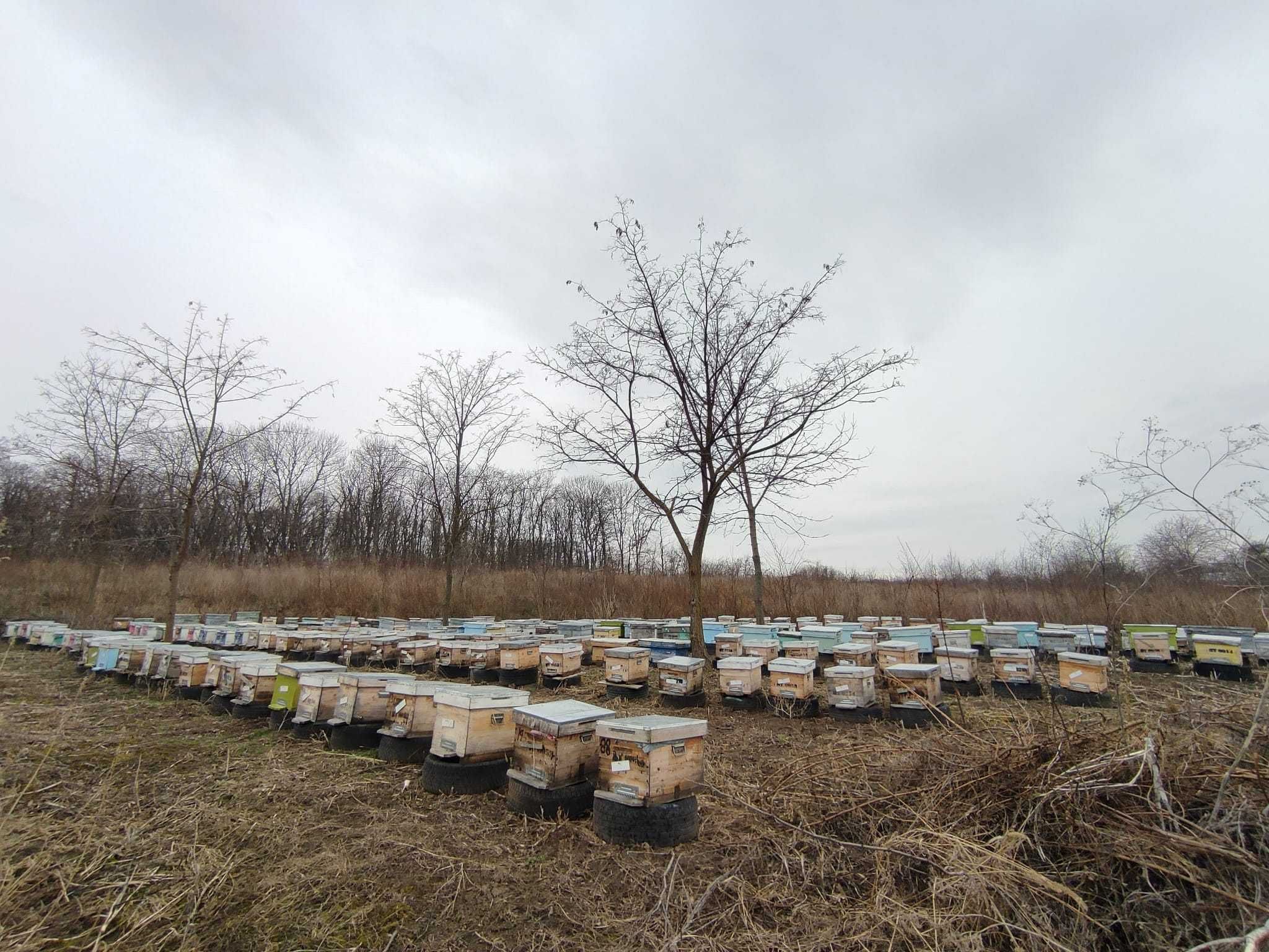 Vând 100 familii de albine