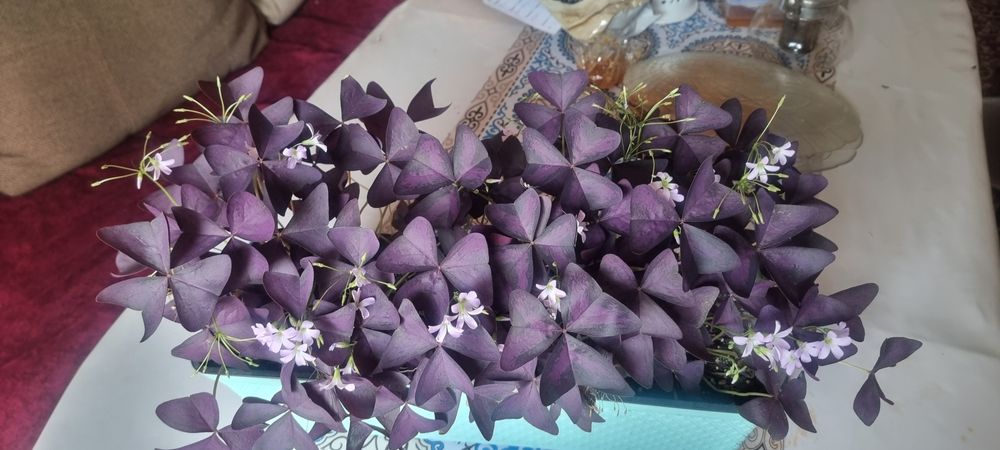 Продам комнатные цветы олеандры оксалисы