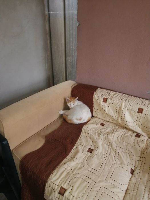 Se da spre adopție baiat