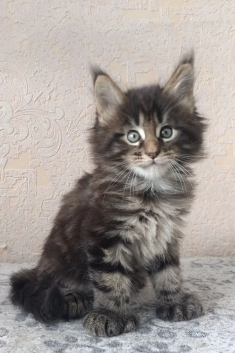 Мейн-кун котята классики и полидакты