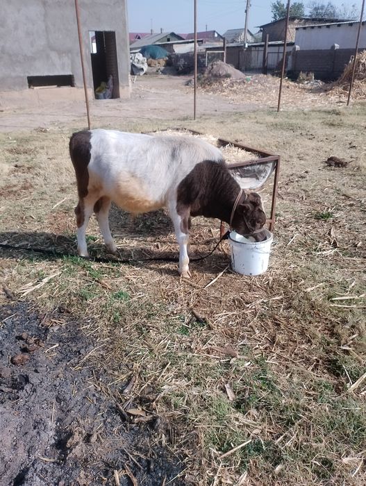 Sigir sotiladi ona bola