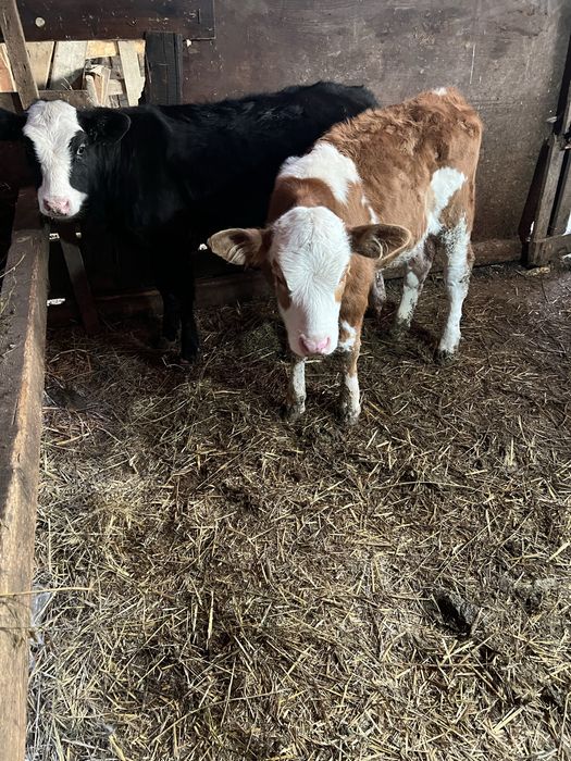 Vând 2 vițele ințărcate in localitatea Sâncel jud Alba telefon 0763684