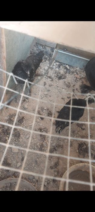 Jufti 80 mingdan  Yapon xoroz tovula juft juft 4 ta xoroz 4 ta tovuq s