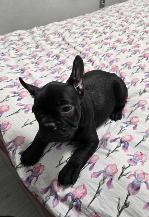 Френски булдог бебета