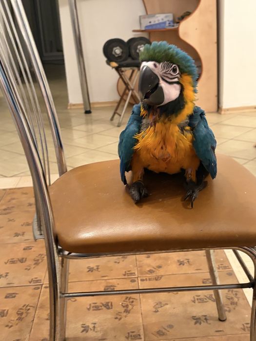 Papagal ara inelat cu adn, mascul