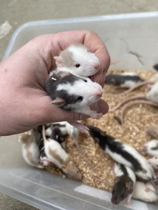 Sobolani de companie